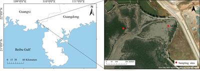 Archaeal communities in natural and artificially restored mangrove sediments in Tieshan Bay, China